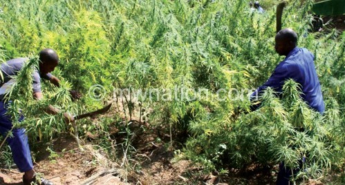 Marijuana is grown in most parts of Malawi