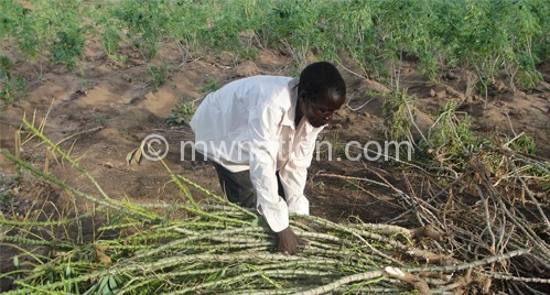 Cassava is a potentially lucrative crop along its value chain