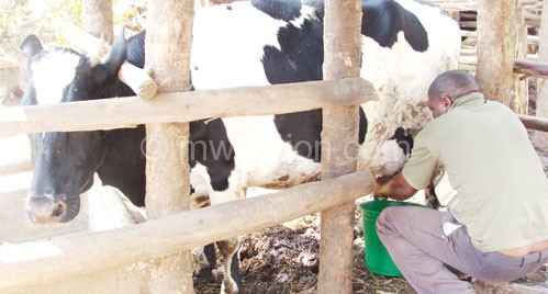 According to MMPA, the country has limited cattle