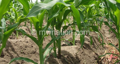 Farmer are being advised to plant early maturing maize varieties 