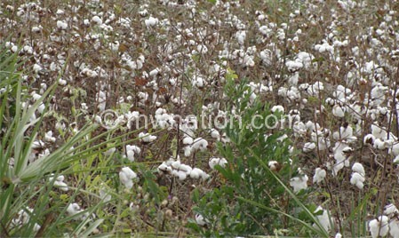 Scientists from Luanar inspected  a Bt Cotton field in Balaka