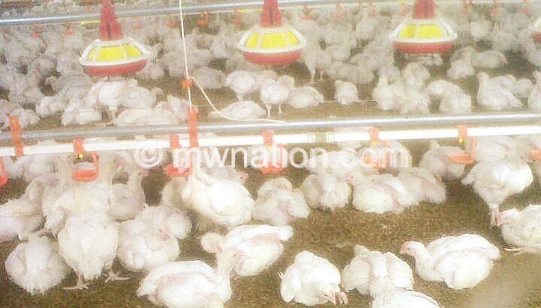 Chicken_farming