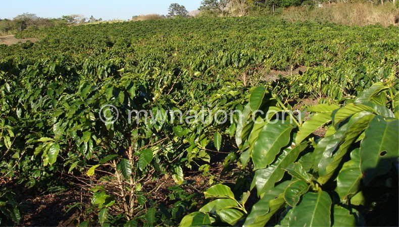Coffee: Malawi is expected to profit from price speculation