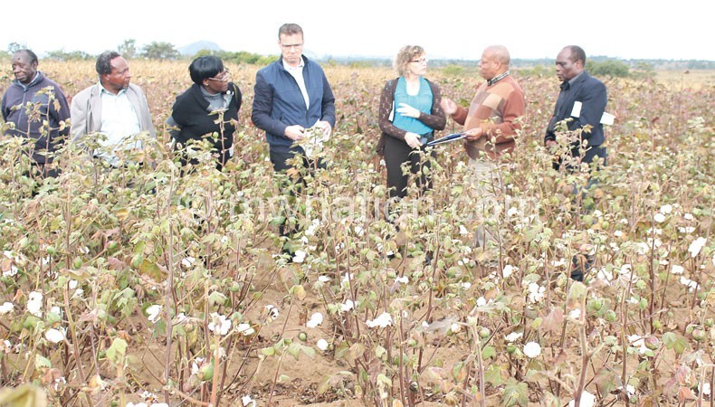 BT cotton could double the crop's yield 