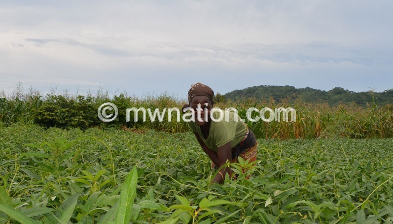 Women contribute greatly to the agriculture sector in the country 