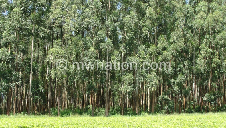 Nkhata Bay residents are being urged to plant trees such as these