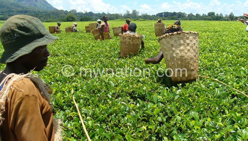 National tea export have continued to decline over the past years 