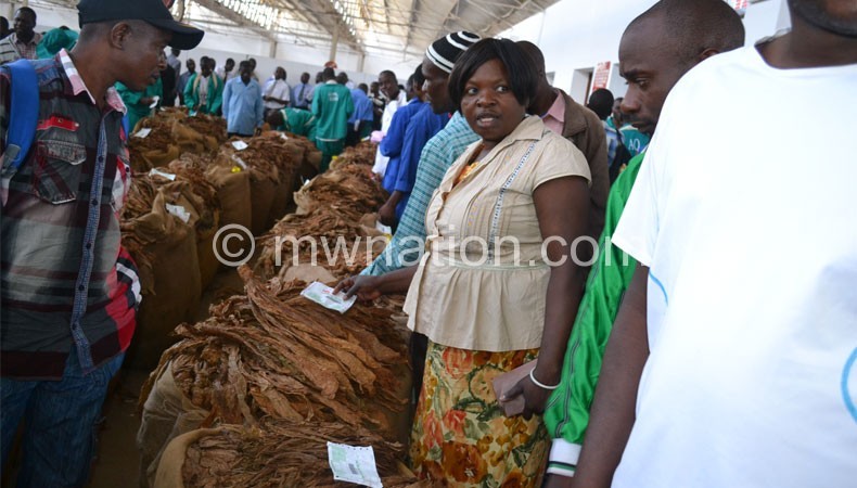 Tobacco sales to start today at Lilongwe Auction Floors