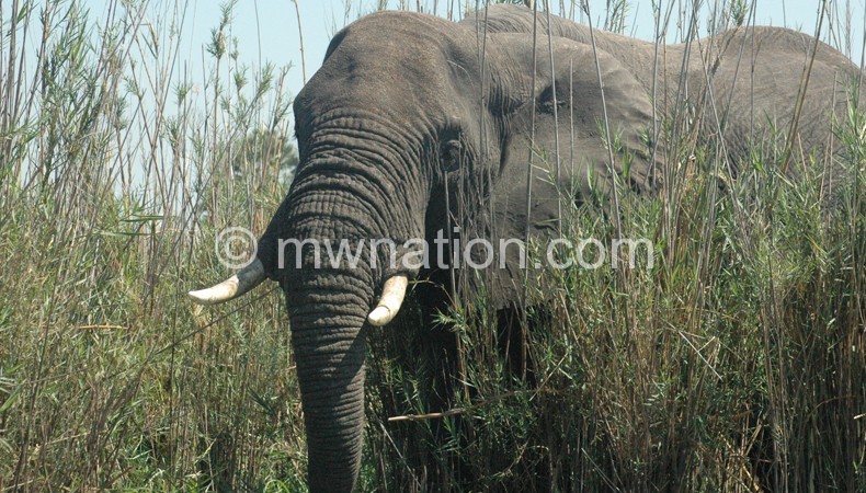 Endangered: A wounded elephant captured in Liwonde National Park