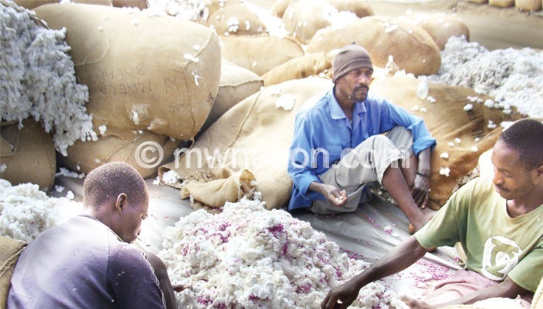 Farmers sorting cotton