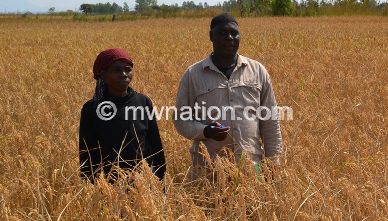 Rice farm in Mulanje: Mtalimanja Rice Project would contribute to the country's overall GDP