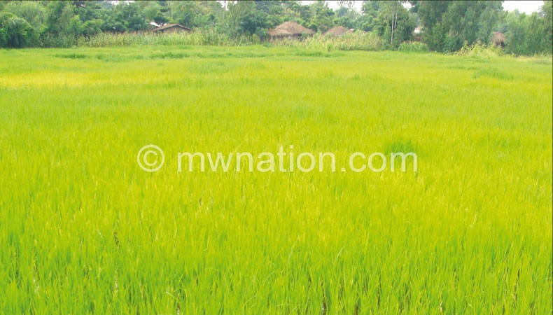 Rice is one of the organic crops being under-supplied in Europe