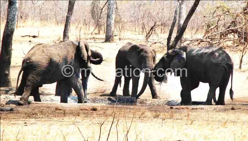 Endangered species: Malawi's elephants are under siege due to illegal ivory trade 