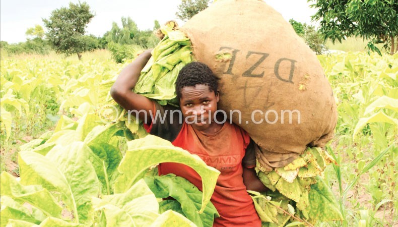 Despite erratic rains, Malawi is expected to produce a lot of tobacco and has China for more purchases of the crop