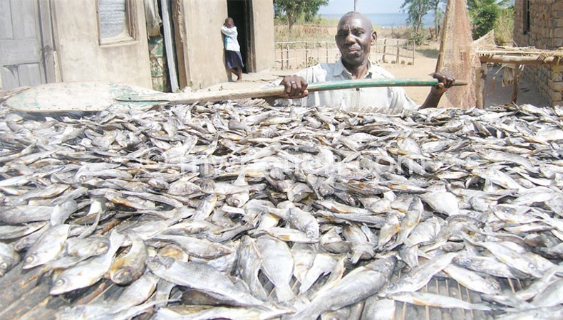 New innovation will help to produce quality dried fish