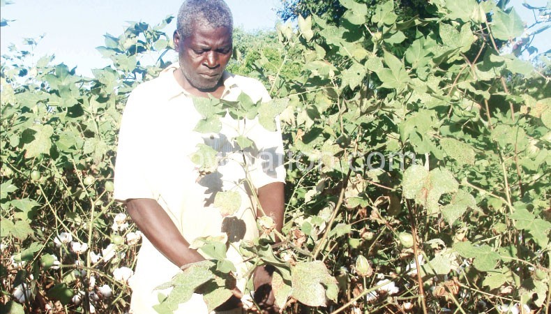 Malawi cotton farmers to profit from low supply 