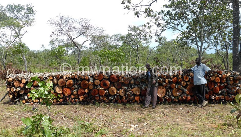 Deforestation such as in this picture in Dzalanyama Forest Reserve is also rampant in Kongwe Forest