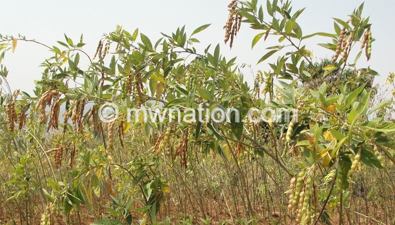 Pigeon peas are on high demand in most Asian countries 