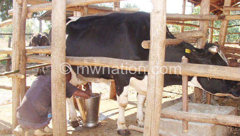 Quality challenges are affecting raw milk intake in Malawi
