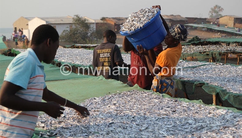 Experts are calling for better fish management in Malawi