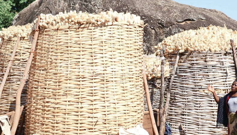 When Malawi faced hunger between 2000 and 2001, the international community donated GM maize