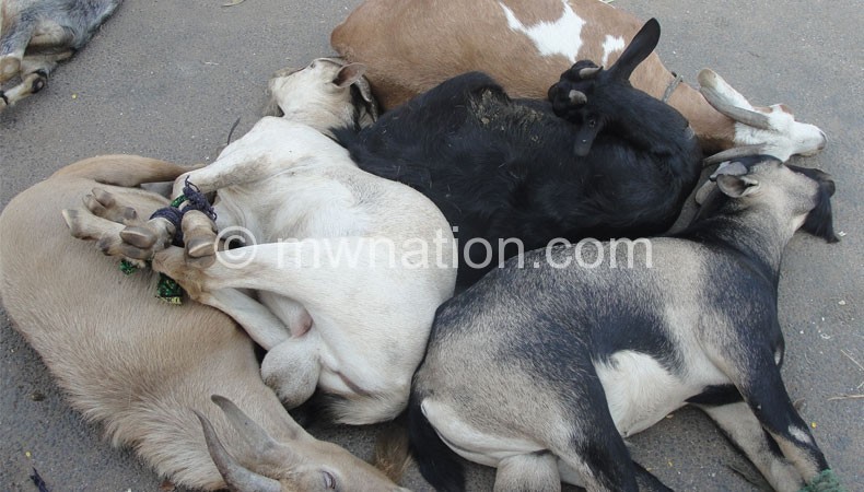 Goats awaiting slaughter during Qrubaan last year