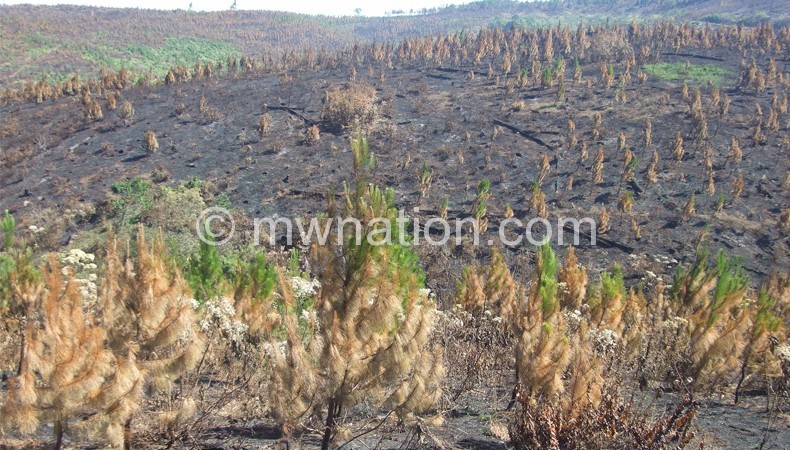 Tree_burning_deforestation