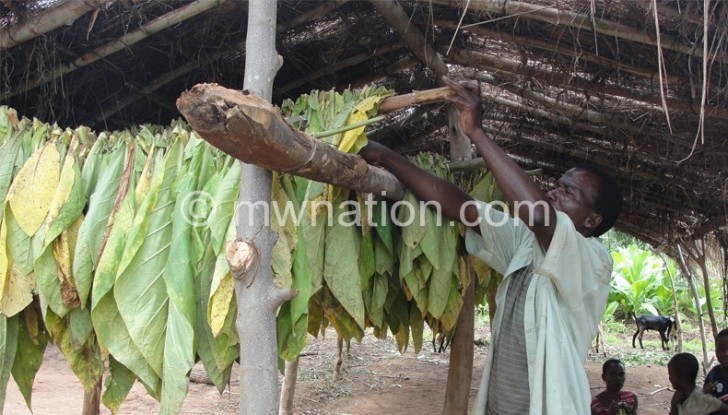 Tobacco farmers such as this one have experienced one of the worst seasons this year