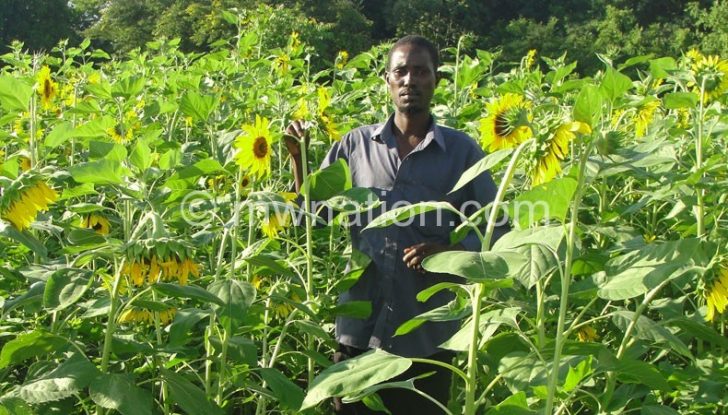 Farmers have the opportunity to sell sunflower on the global market