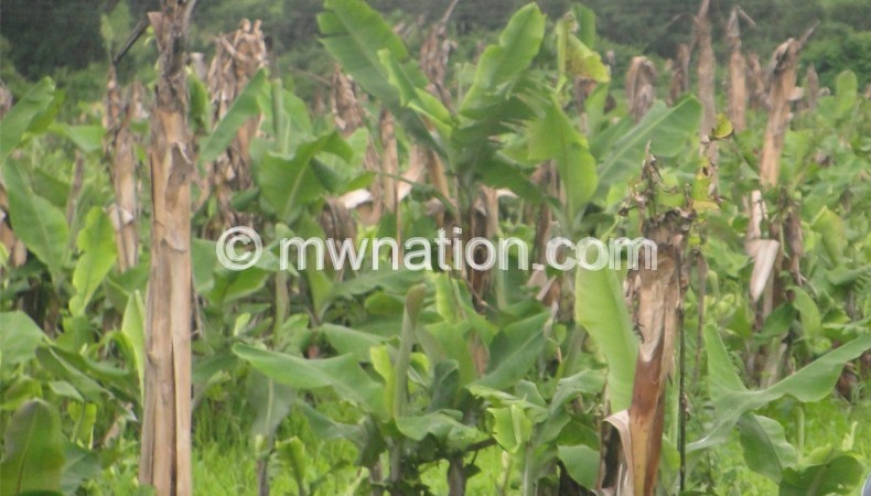A banana field affected by disease 