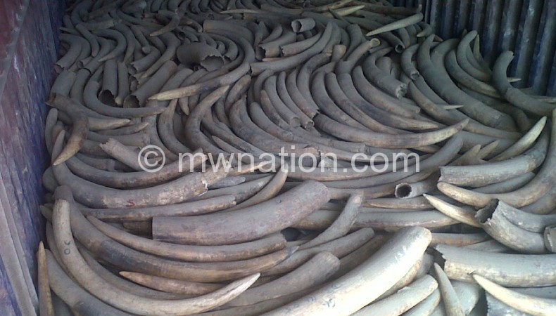 Part of the ivory the President was set to burn last month 