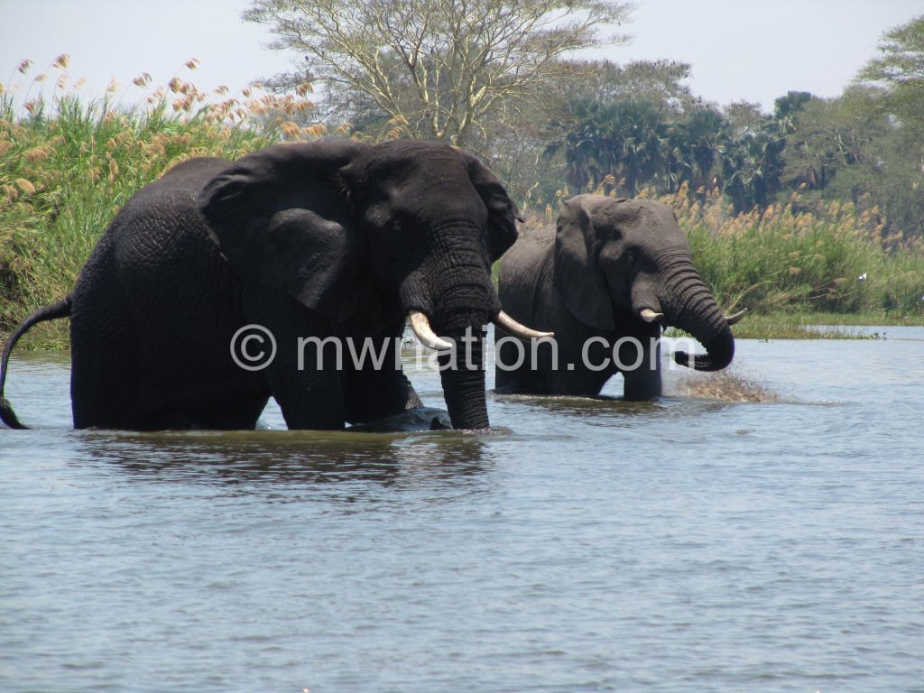 Elephants in Lake Malawi