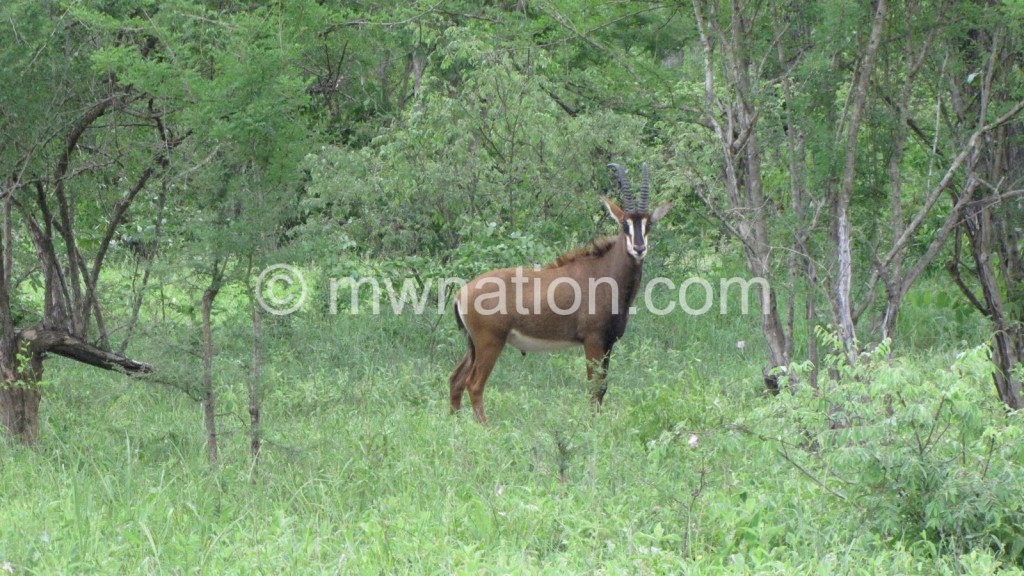 Kudu or water buck