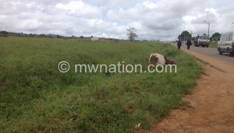 Cattle grazing at Mzuzu Airport