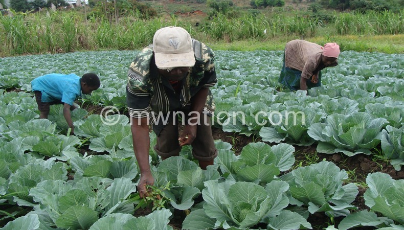 Farmers in a cabbage field