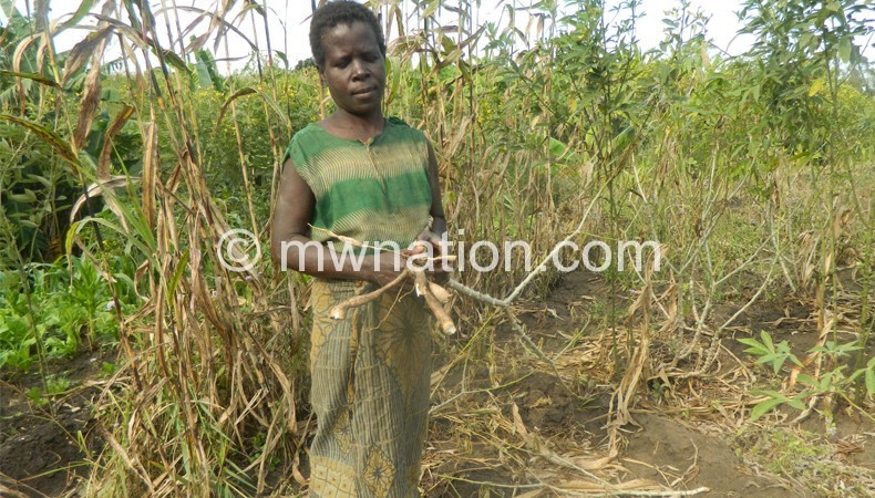 Bizwick showing an uprooted cassava  tuber