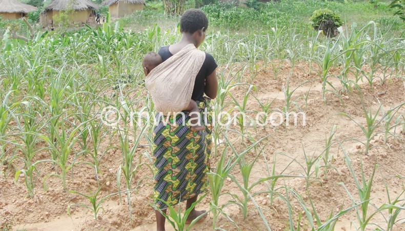 A Blantyre rural farmer sees hunger  looming in her face