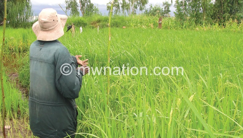 Rice is one of Karonga’s most important crops