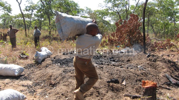 Poverty is not an excuse for charcoal burning