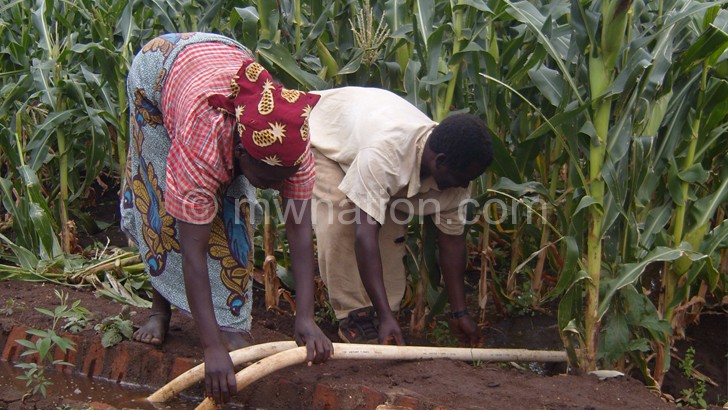 Irrigation farming increases food production 