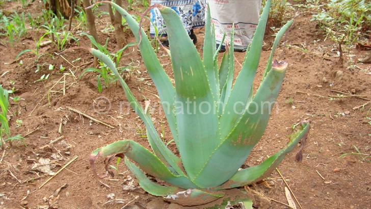 Aloe vera is one of Malawi’s famous generic plants