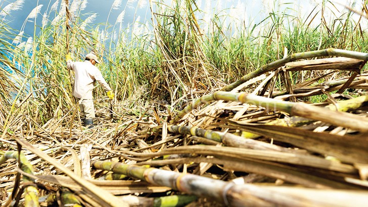 Sugar cane farmers want to reap benefits