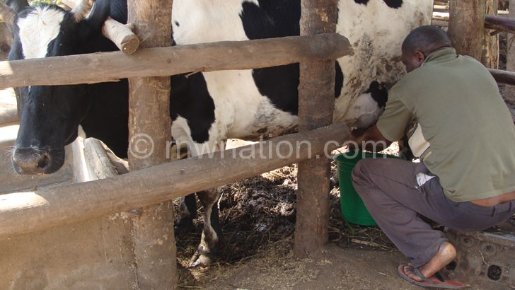 Malawi milk producers said to be getting a raw deal 