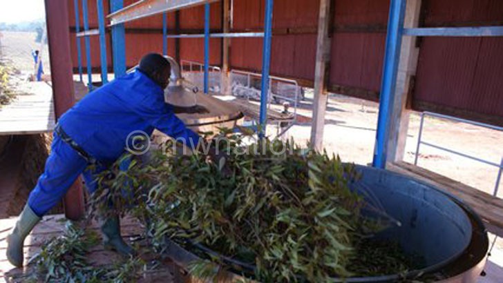 A worker putting leaves in a basin to start the process of exctracting oil