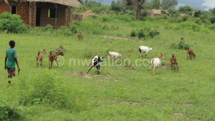 Feed for livestock such as goats is diminishing