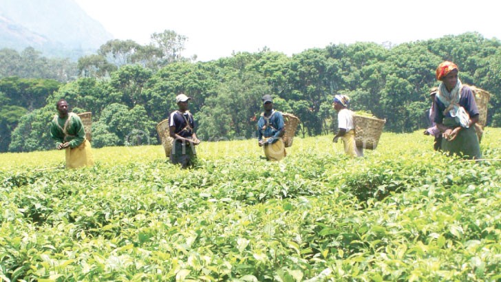 Tea output has been affected by continued dry spell 