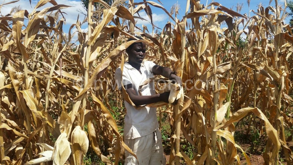  Martius John harvesting maize at prison garden