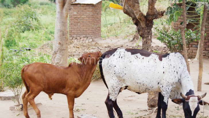 Soko’s cow with a hybrid calf 