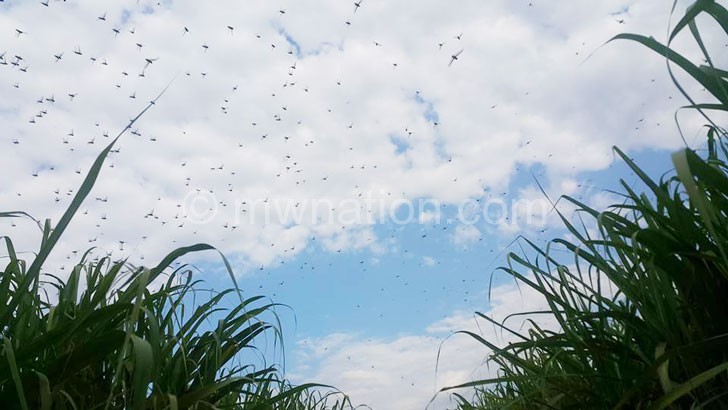The locust invade Nchalo Sugar Estate