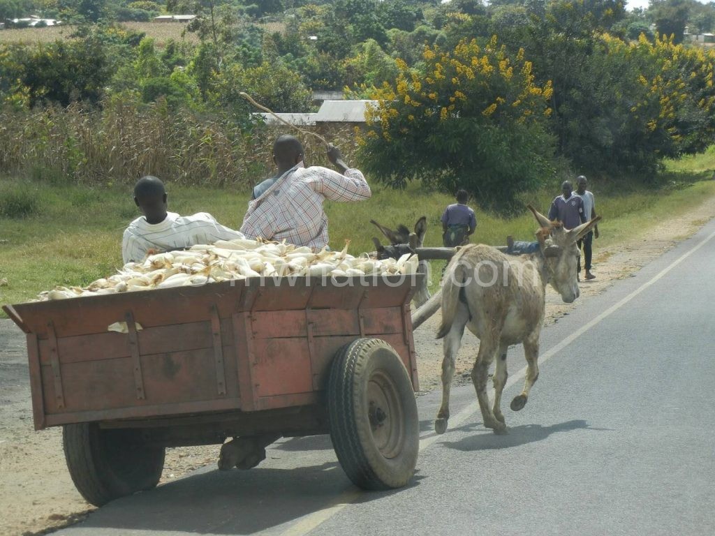 Donkeys are vital beasts of burden among rural Malawians